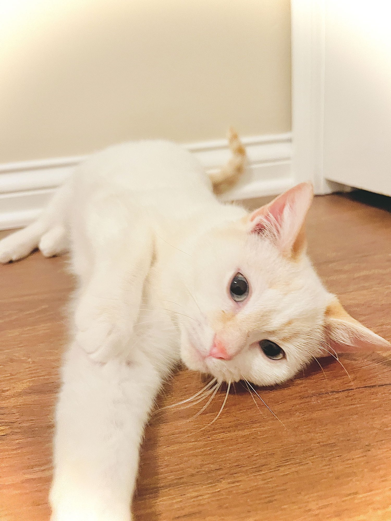 POTATO PUFF - Siamese / Domestic Short Hair available for adoption