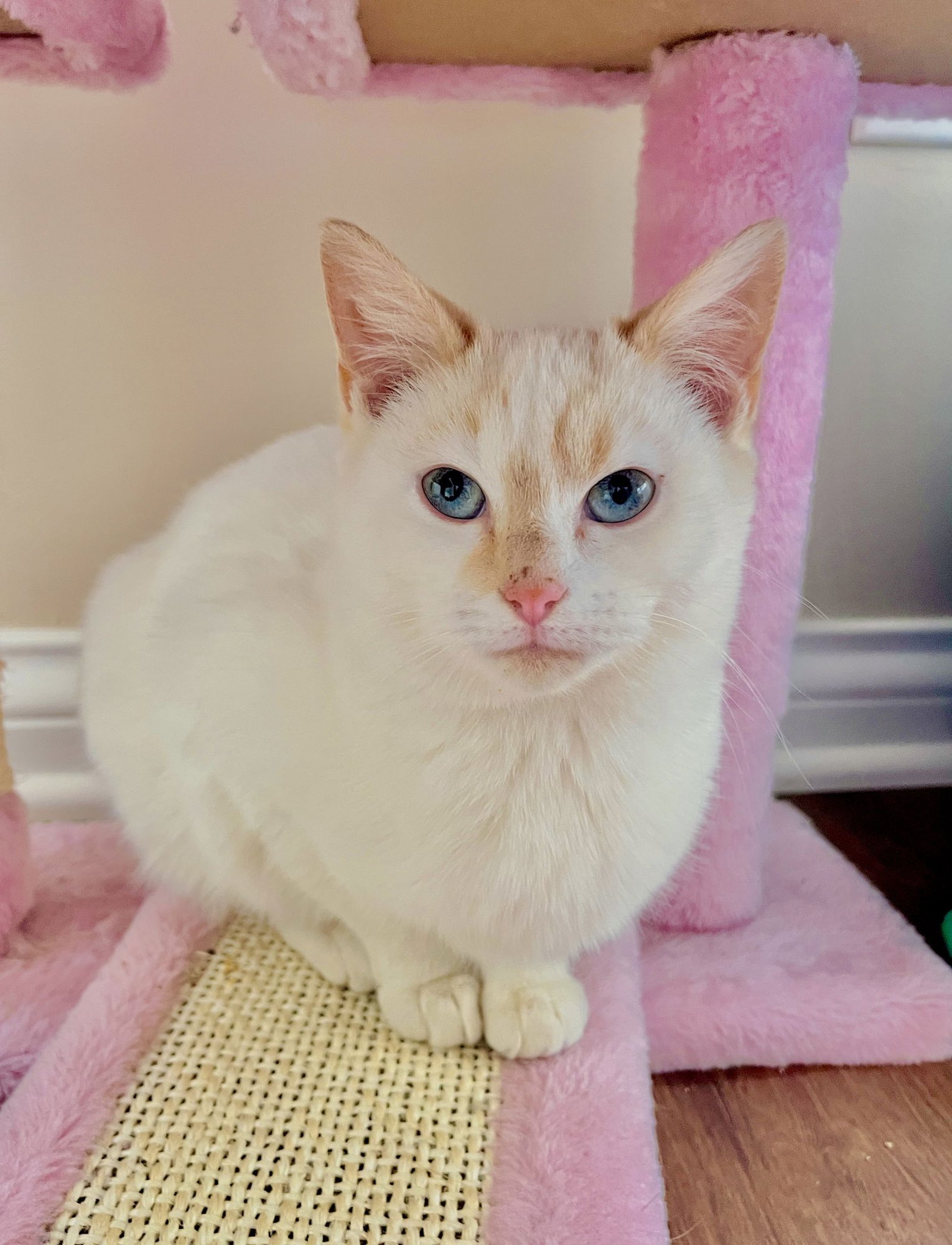 POTATO PUFF - Siamese / Domestic Short Hair available for adoption