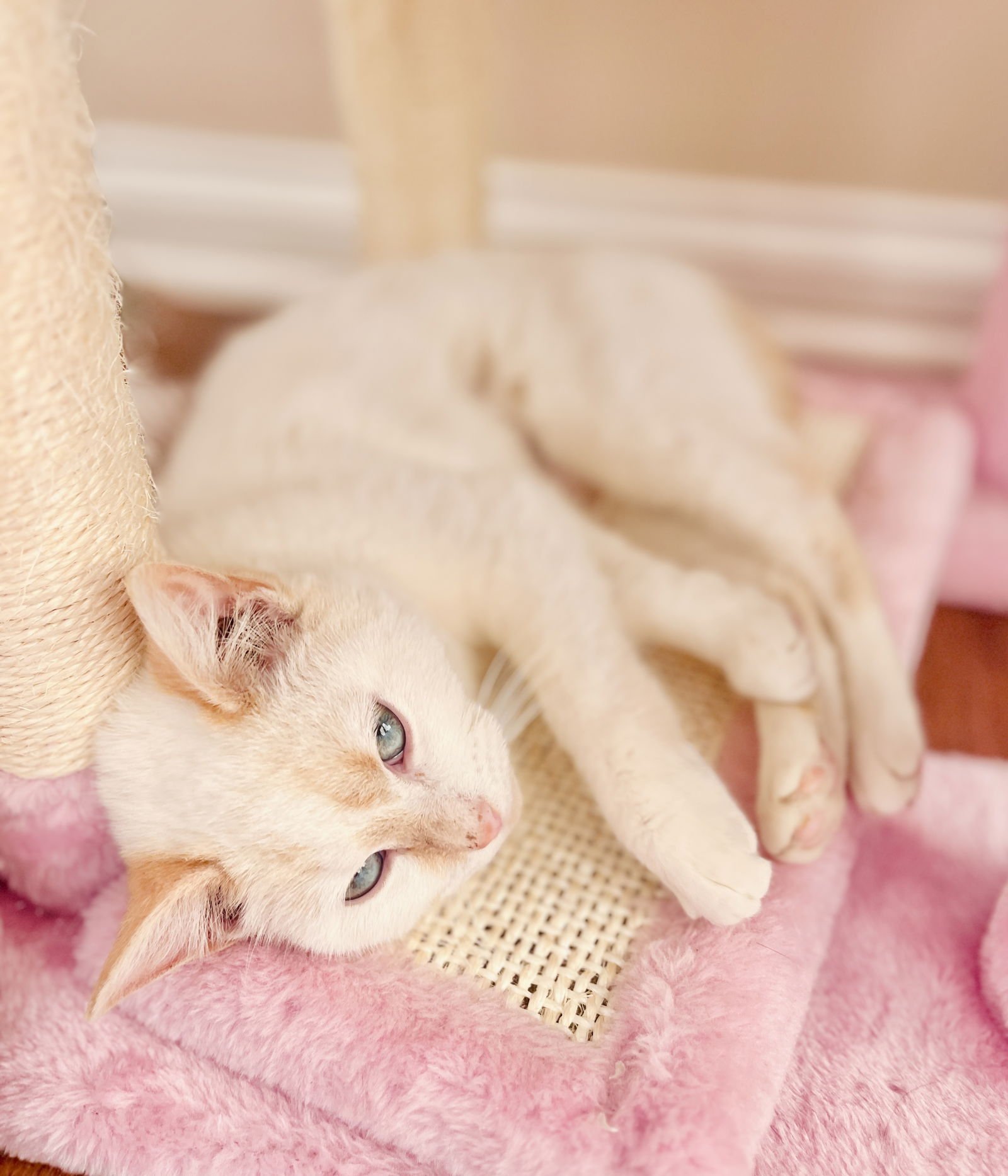 Potato Puff - Photo 3