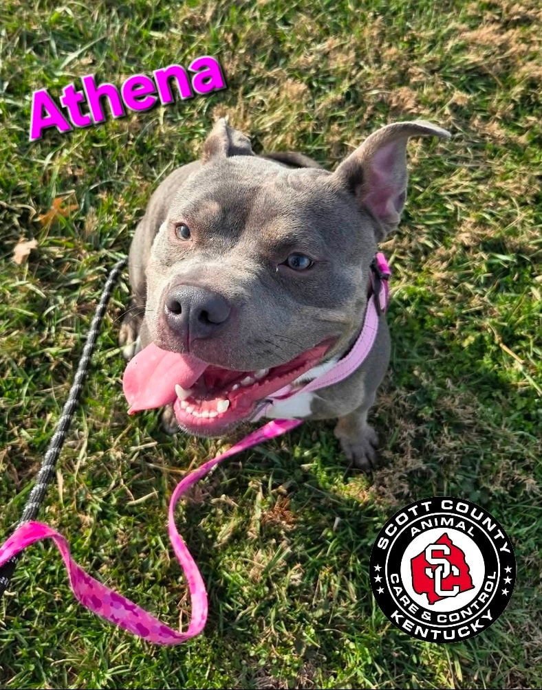 ATHENA - Pit Bull Terrier available for adoption