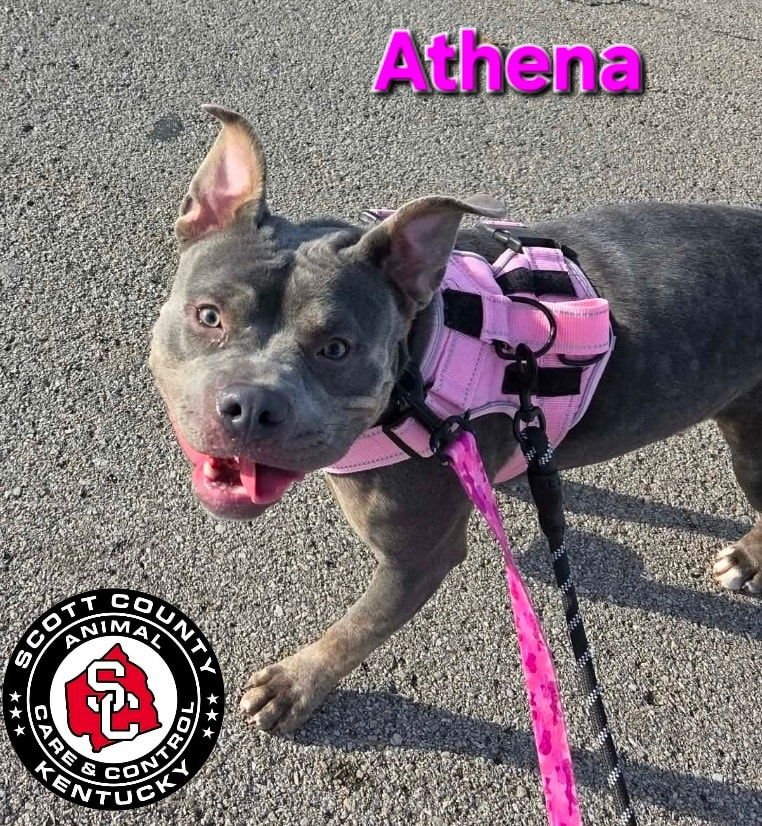 ATHENA - Pit Bull Terrier available for adoption