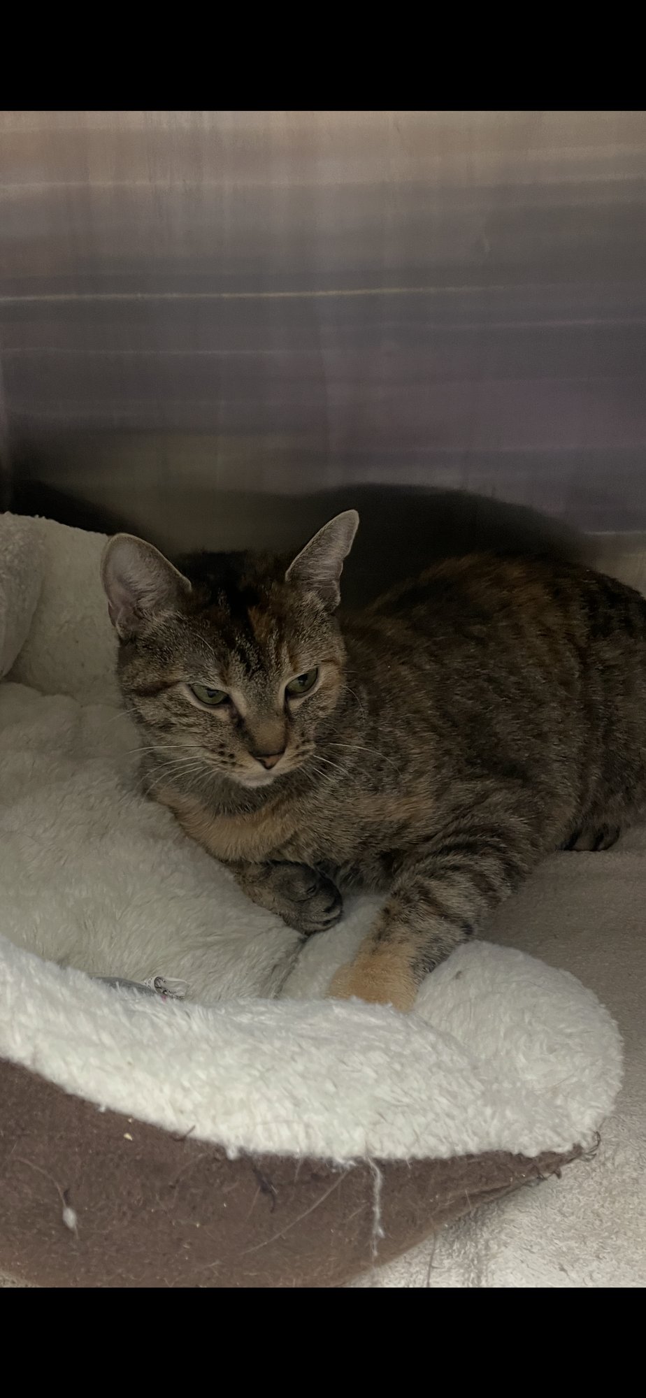 PATTY  (PS) - Torbie / Tabby available for adoption