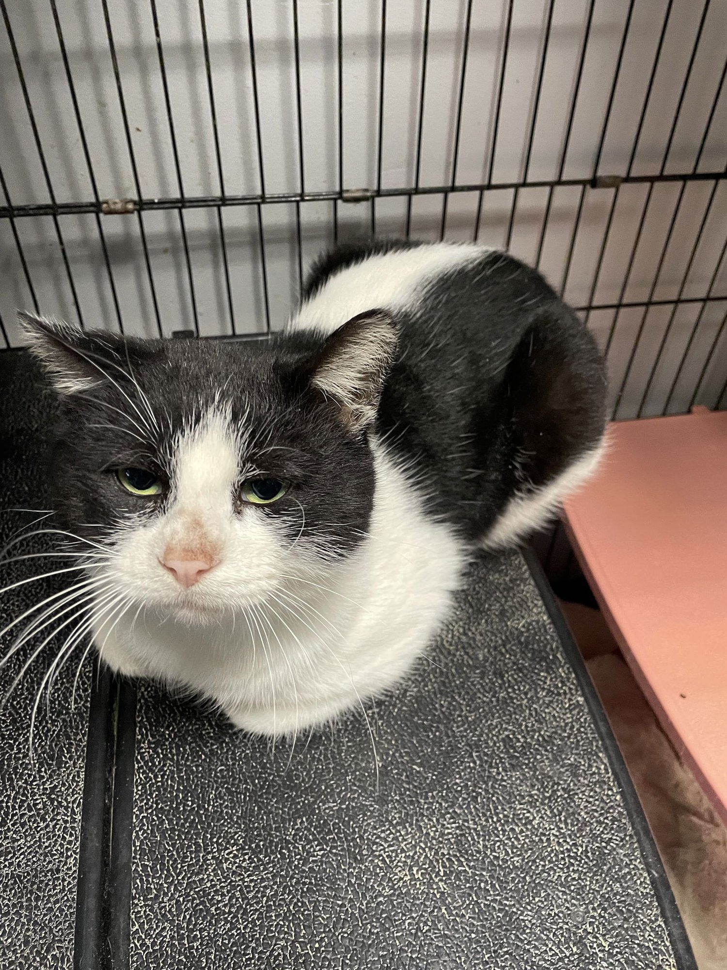 WAFFLE IRON - Domestic Short Hair available for adoption