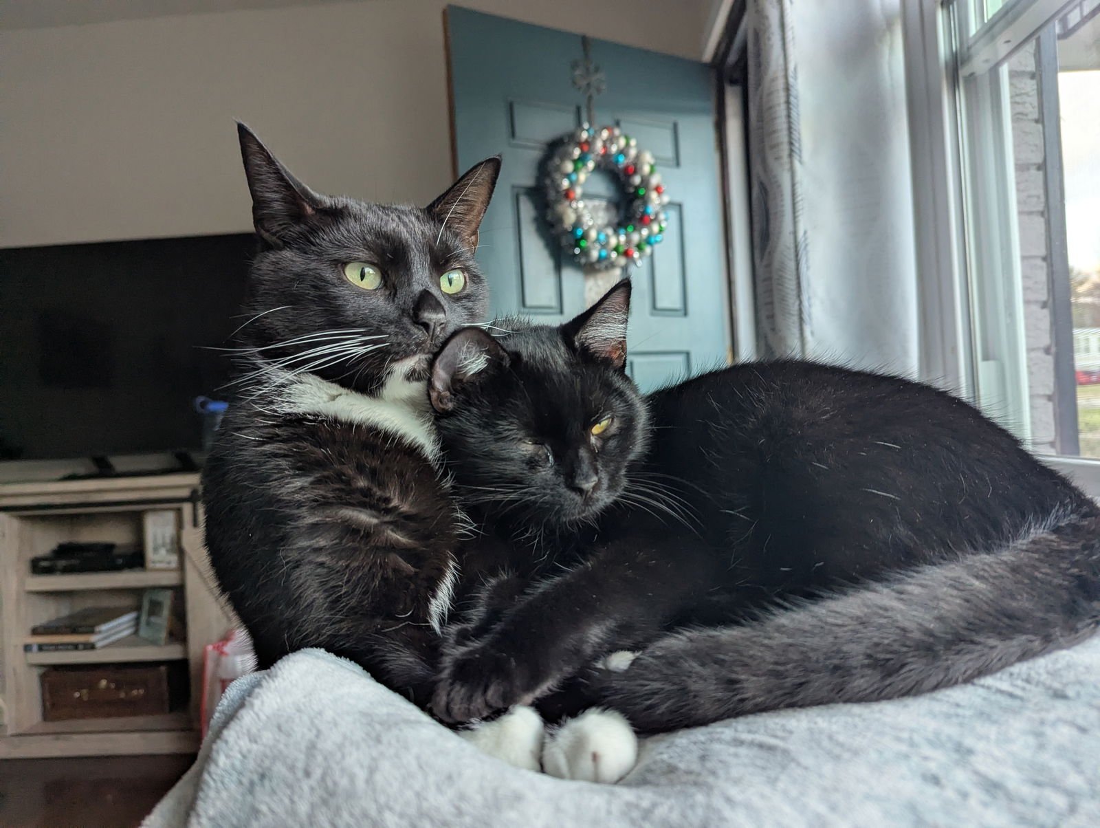 JACQUES BLACK - Domestic Short Hair available for adoption