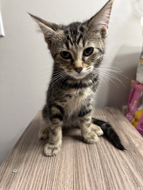 RUBY - Tabby / Domestic Short Hair for adoption in Lexington