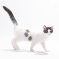 Basil Bitty - Photo 1