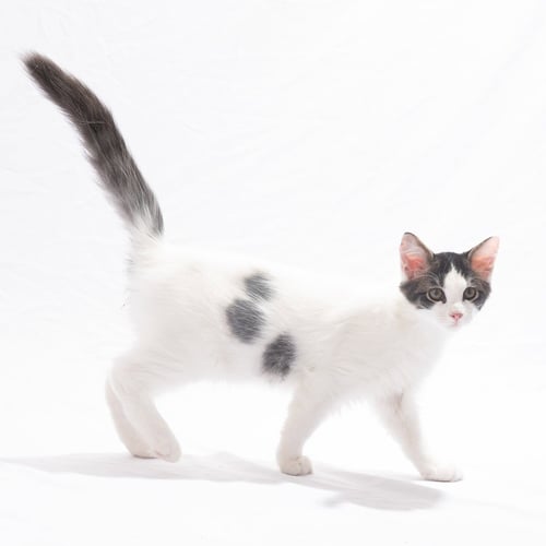 BASIL BITTY - Tabby / Domestic Medium Hair available for adoption