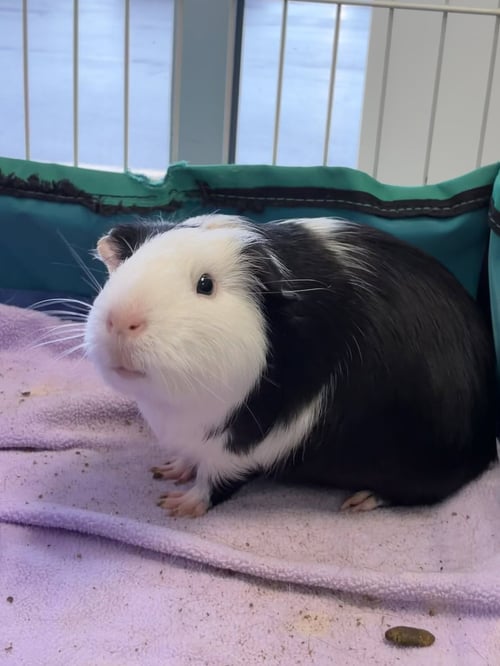 ROSE, BLANCHE & DOROTHY - Guinea Pig available for adoption