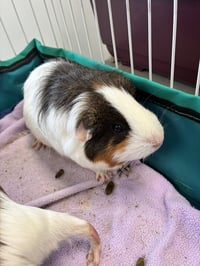 Rose, Blanche & Dorothy - Photo 2