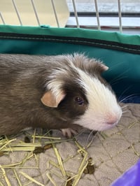 Rose, Blanche & Dorothy - Photo 3