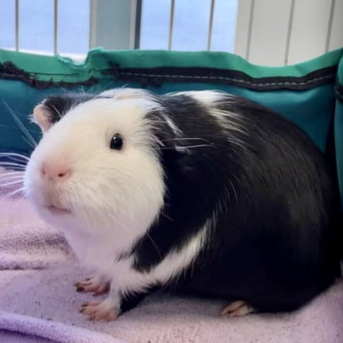 THE GOLDEN GIRLS - Guinea Pig available for adoption