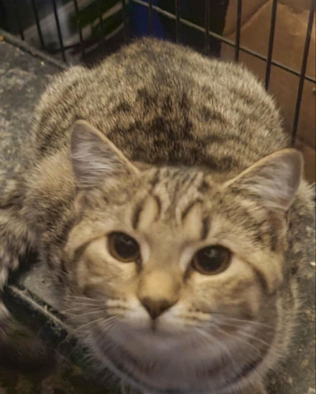 FLORA  (FSG) - Tabby / Domestic Short Hair available for adoption