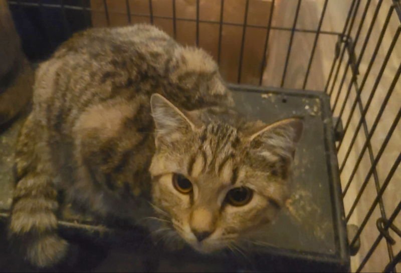 FLORA  (FSG) - Tabby / Domestic Short Hair available for adoption