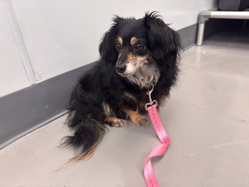 BREE - Dachshund / Chihuahua available for adoption