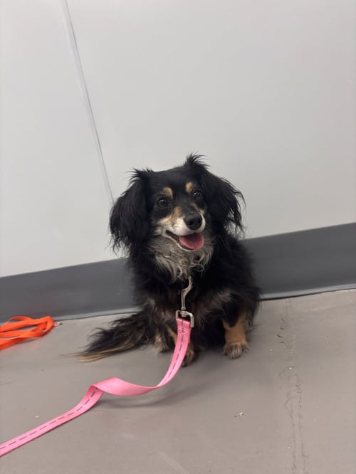 BREE - Dachshund / Chihuahua available for adoption