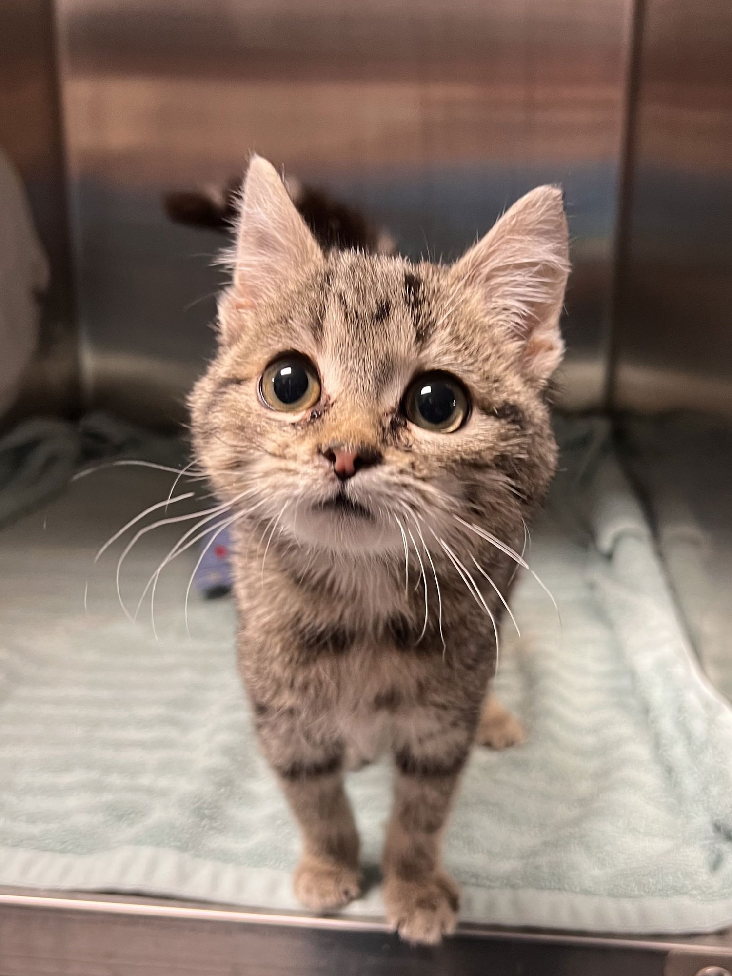 LOVER - Tabby / Domestic Short Hair available for adoption