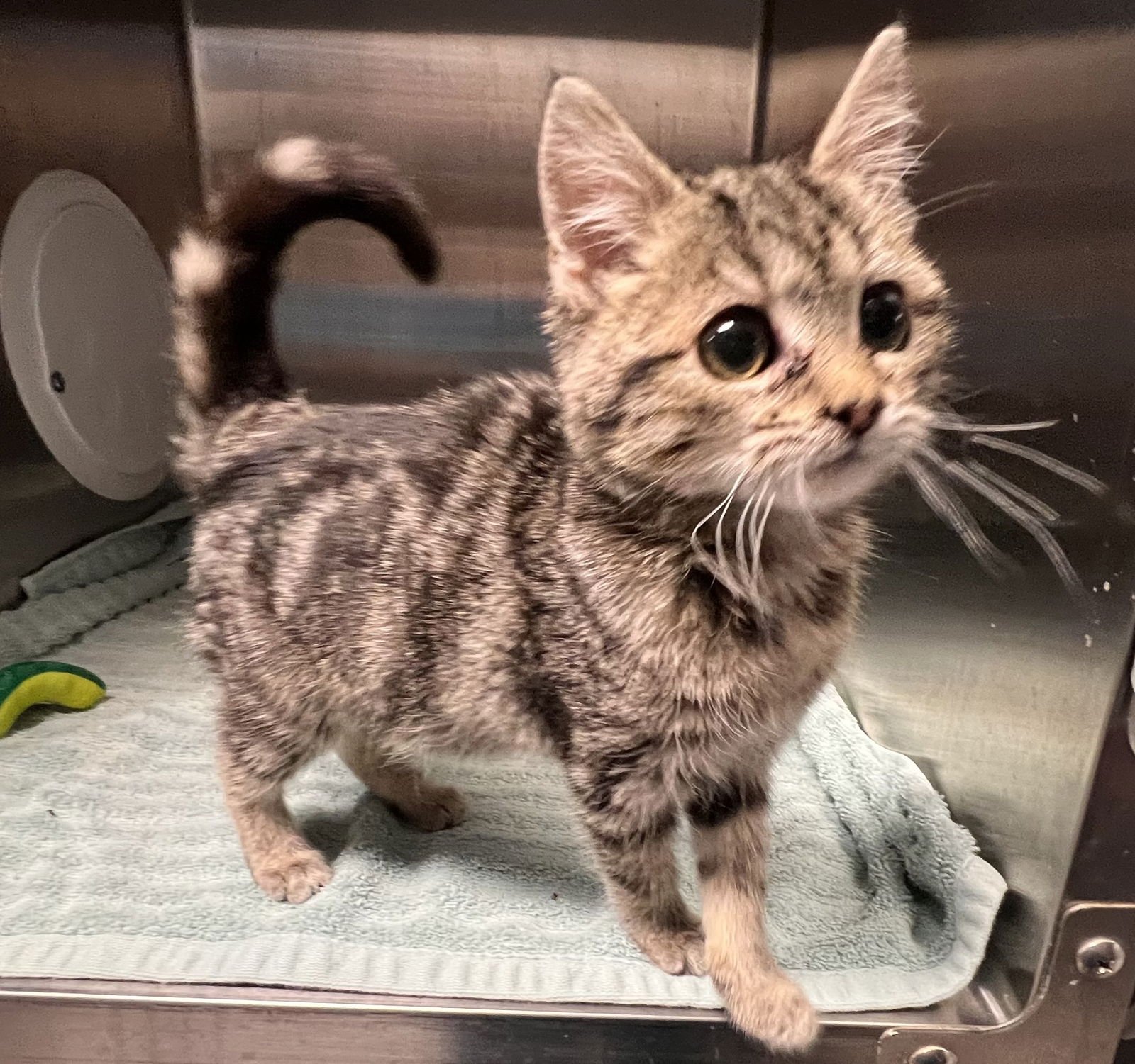 LOVER - Tabby / Domestic Short Hair available for adoption