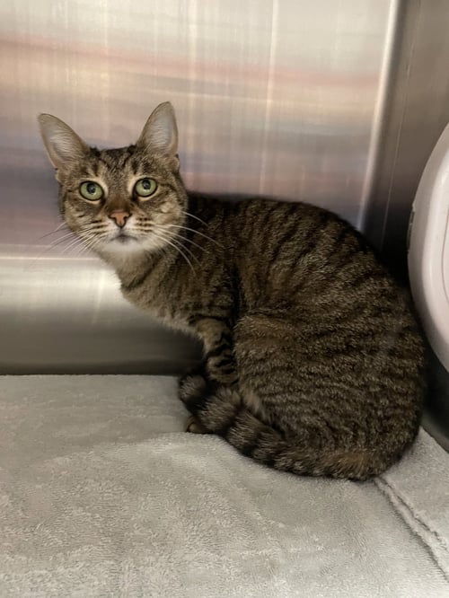 ALLIE - Tabby / Domestic Short Hair available for adoption