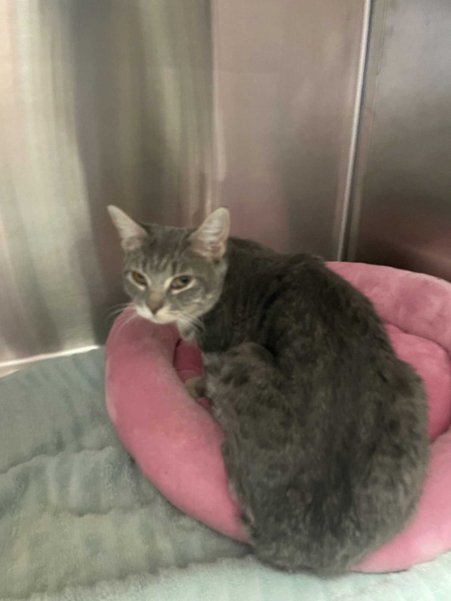 SERENA - Tabby / Domestic Short Hair available for adoption