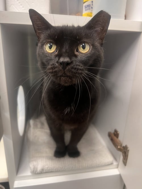 DOE- MUST APPLY IN PERSON ! - Extra-Toes Cat (Hemingway Polydactyl) for adoption in Lexington