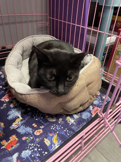 DOE- MUST APPLY IN PERSON ! - Extra-Toes Cat (Hemingway Polydactyl) available for adoption