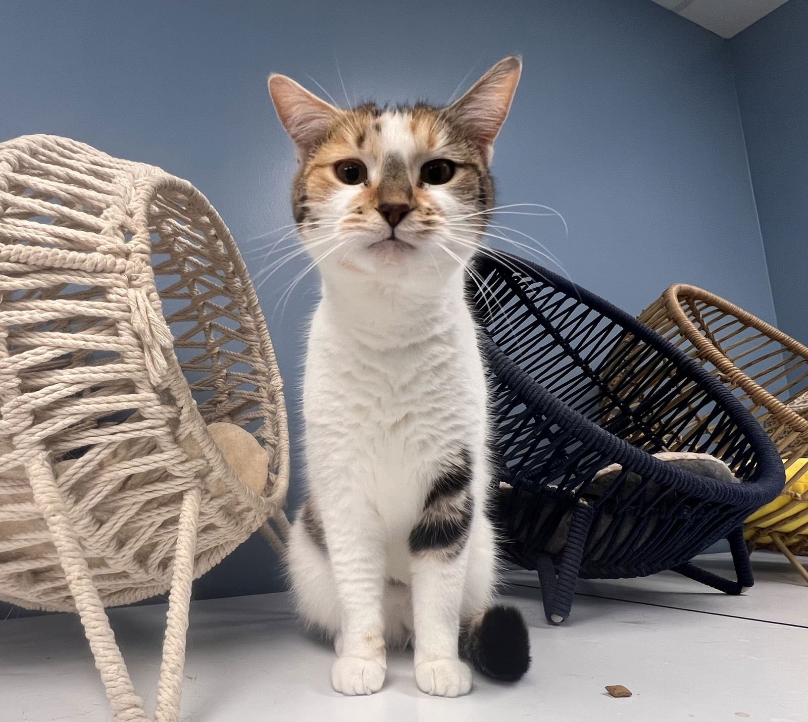 ANGEL - MUST APPLY IN PERSON ! - Calico / Tabby available for adoption