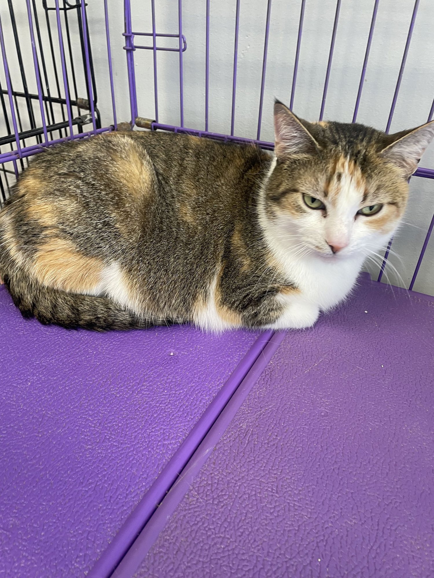 ANGEL - MUST APPLY IN PERSON ! - Calico / Tabby available for adoption