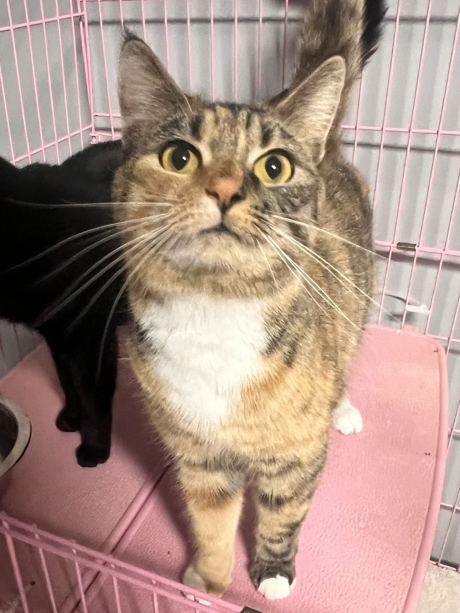 PAIGE MATTHEWS  - MUST APPLY IN PERSON - Calico / Tabby available for adoption