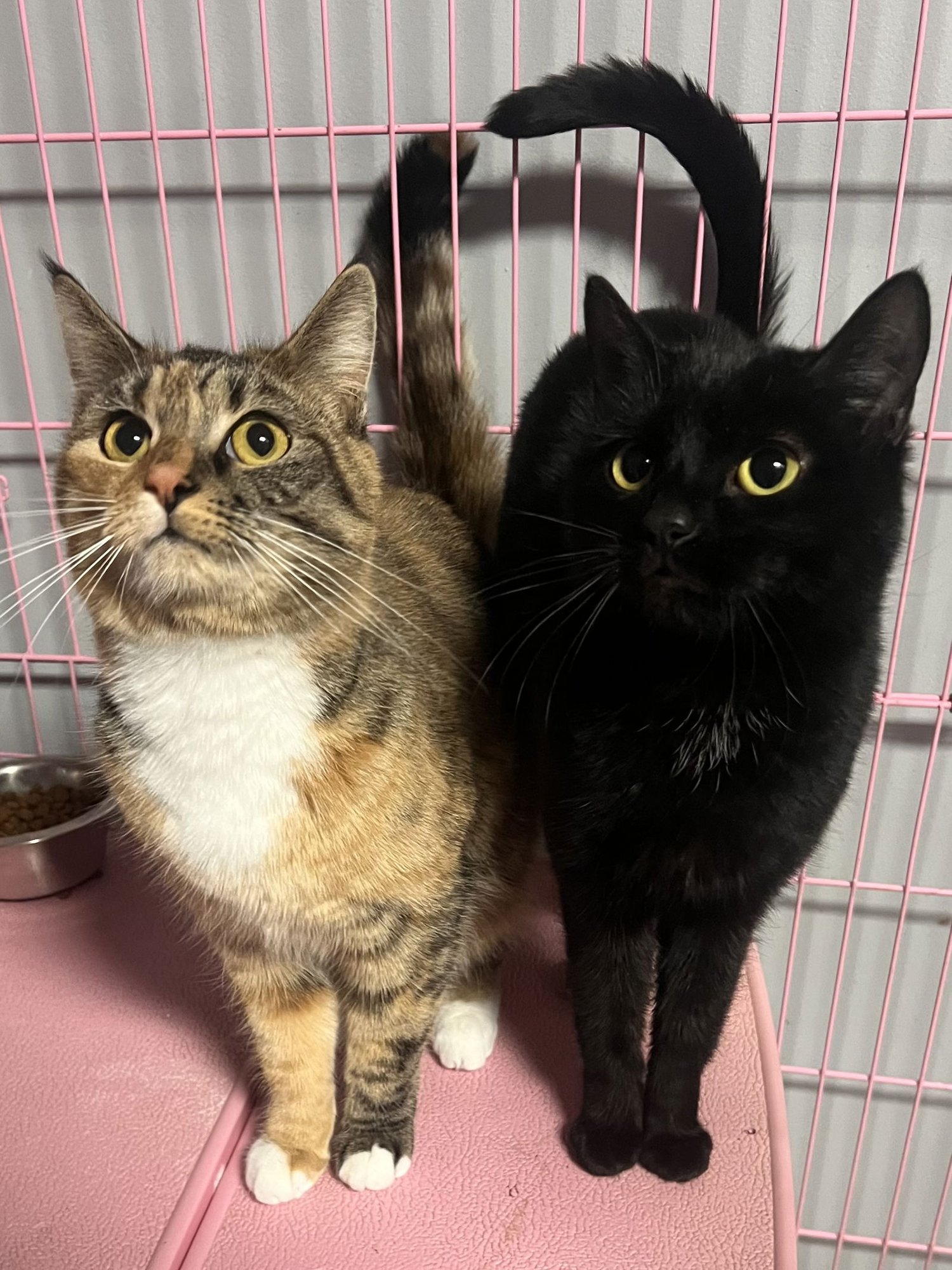 PAIGE MATTHEWS  - MUST APPLY IN PERSON - Calico / Tabby available for adoption