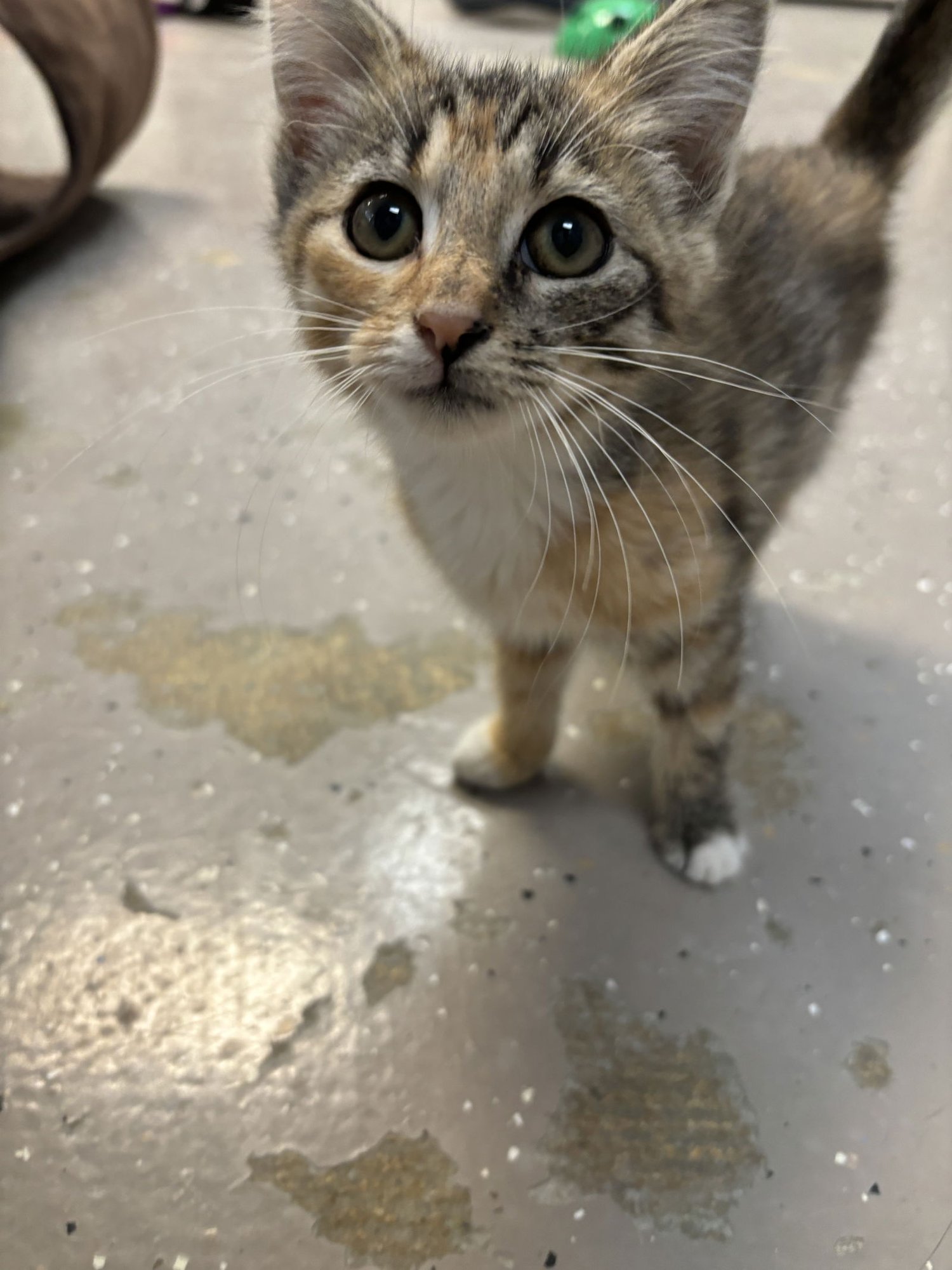 Paige Matthews  - Must Apply in Person - Photo 3