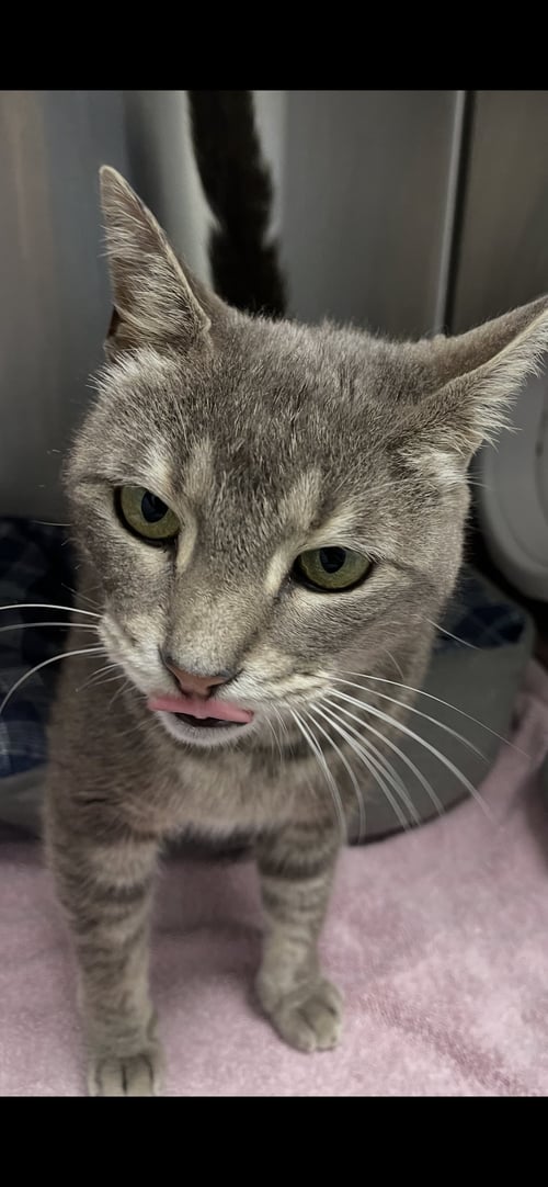 TANSY - MUST APPLY IN PERSON ! - Tabby / Domestic Short Hair available for adoption