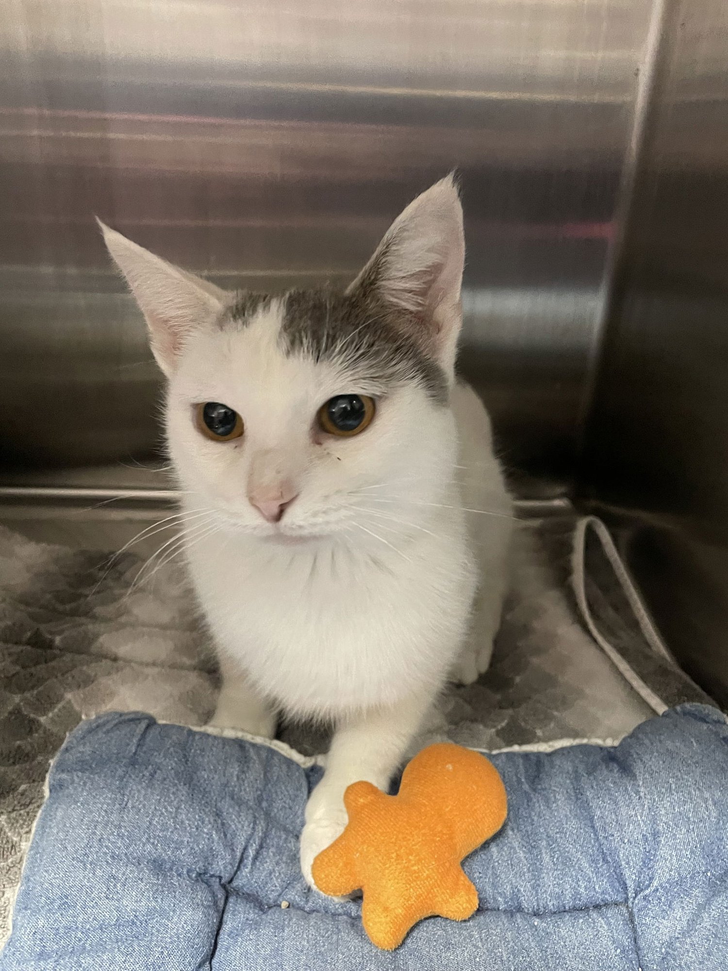 SOREN  - MUST APPLY IN PERSON ! - Domestic Short Hair available for adoption