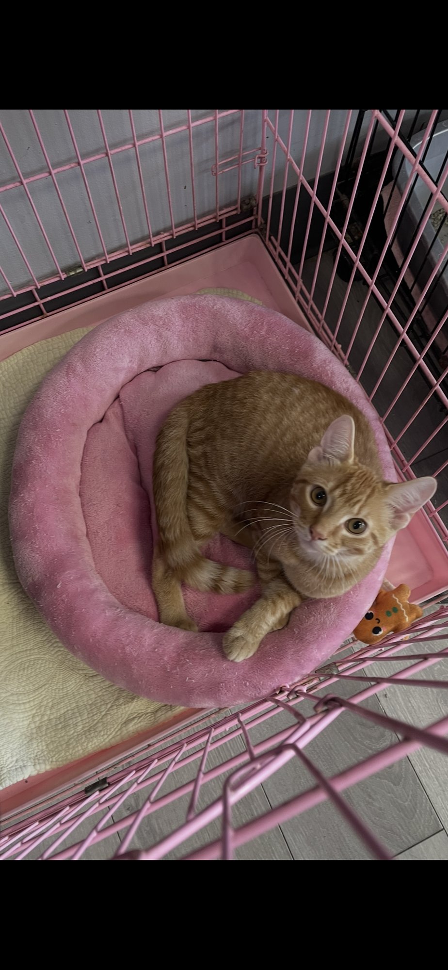 SHAMROCK - Tabby / Domestic Short Hair available for adoption