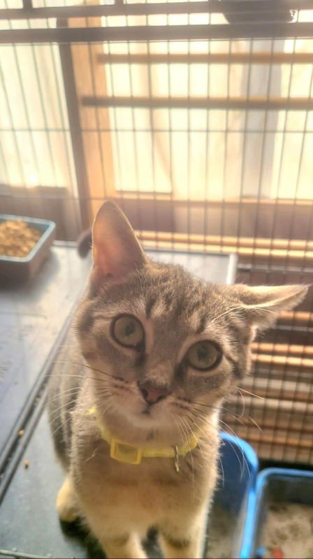 PEARL (FSG) - Tabby / Domestic Short Hair available for adoption