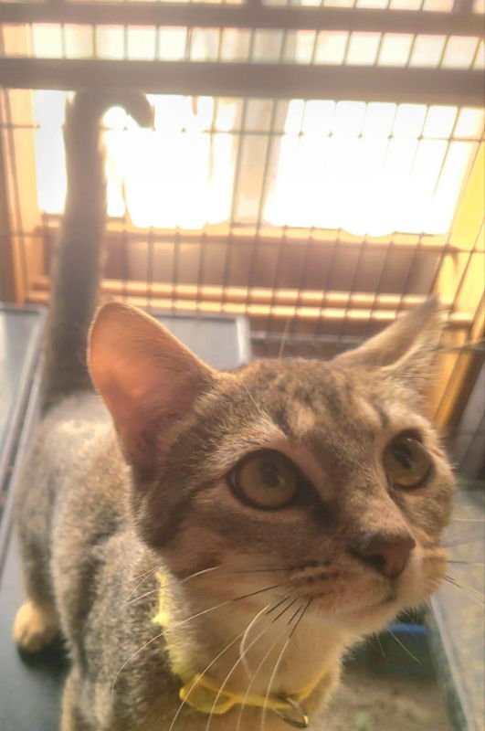 PEARL (FSG) - Tabby / Domestic Short Hair available for adoption