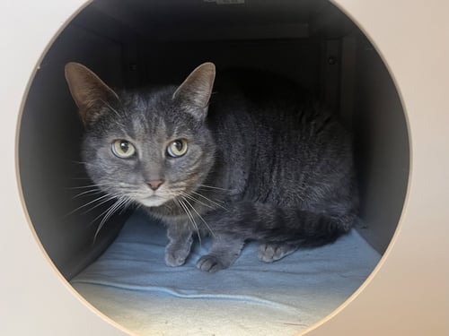 JOSEPHINE - Tabby available for adoption
