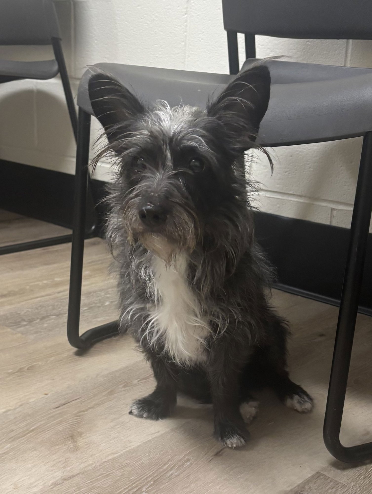 BASIL - Schnauzer / Terrier available for adoption