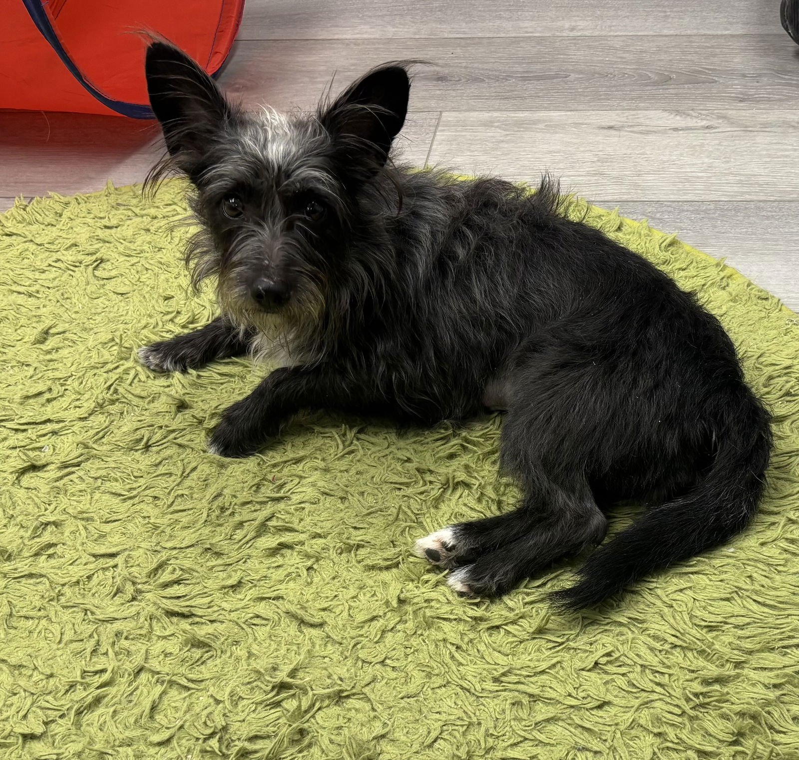BASIL - Schnauzer / Terrier available for adoption