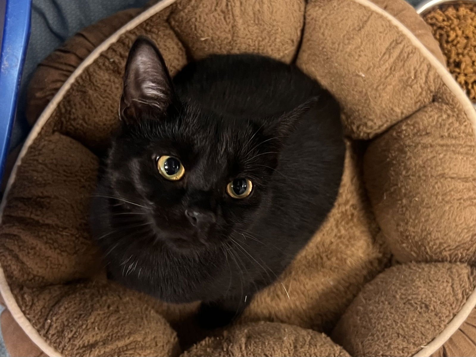 FAWNA - Bombay / Domestic Short Hair available for adoption