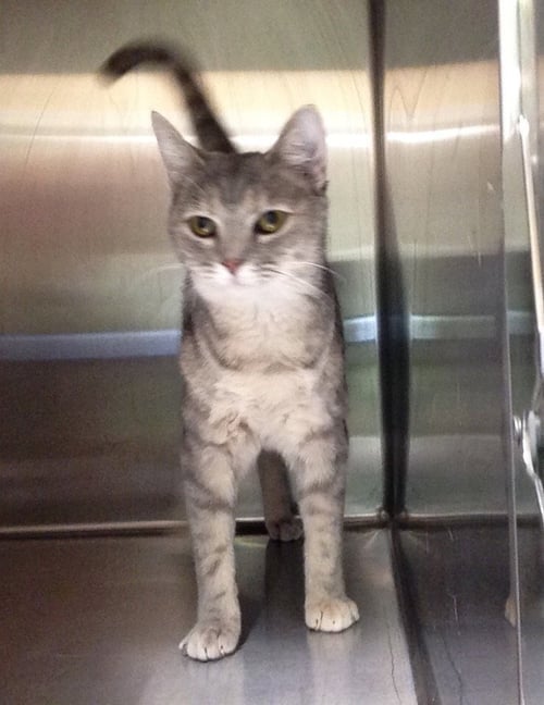 GINGER- MUST APPLY IN PERSON ! - Dilute Calico / Domestic Short Hair available for adoption