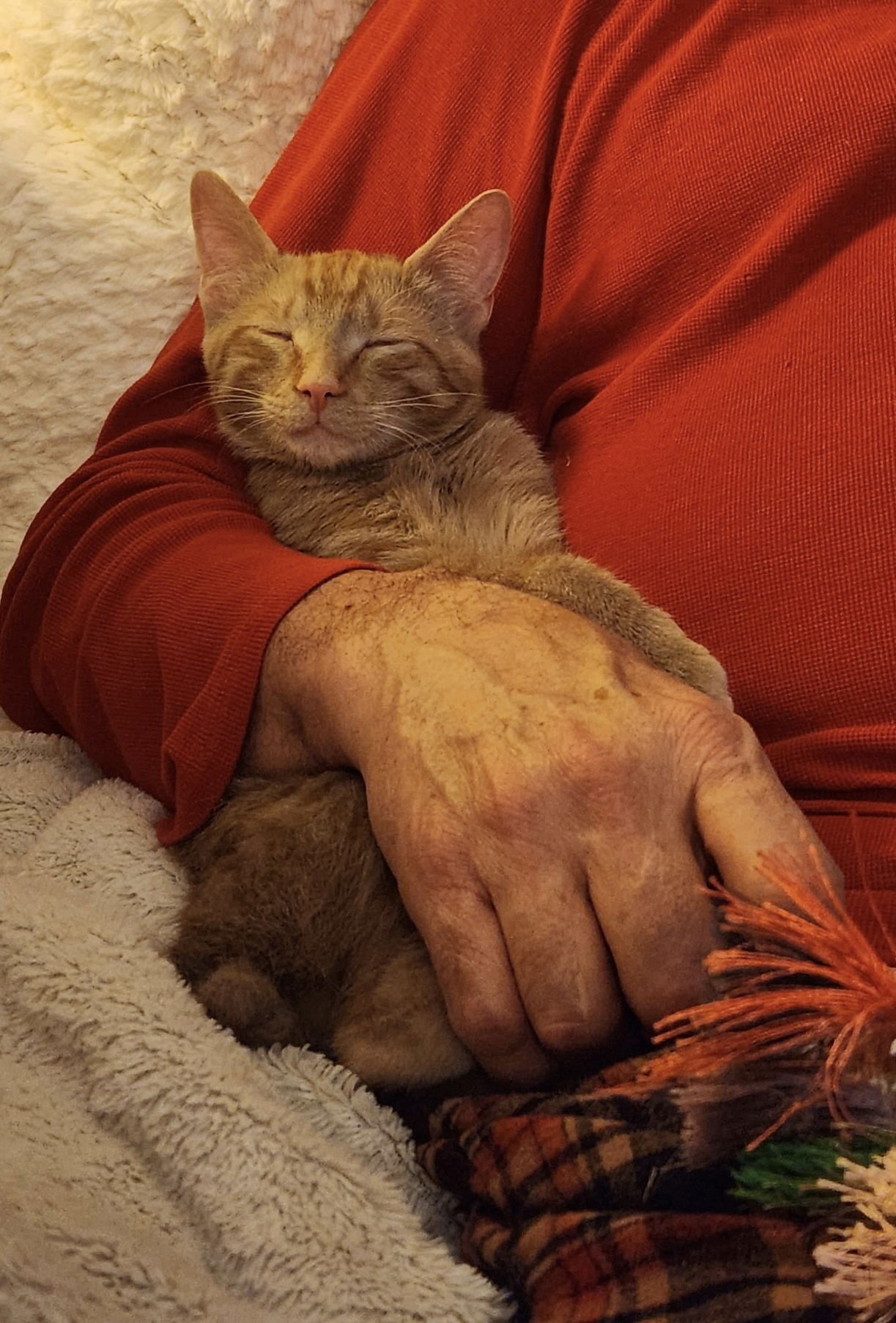 JUMPIN' JACK FLASH - Tabby / Domestic Short Hair available for adoption