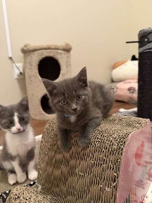MADAME BLUEBERRY - Russian Blue available for adoption