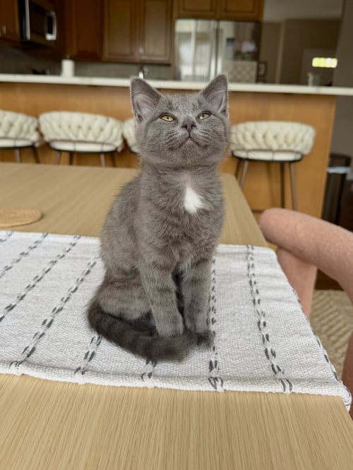 MADAME BLUEBERRY - Russian Blue / Domestic Short Hair available for adoption