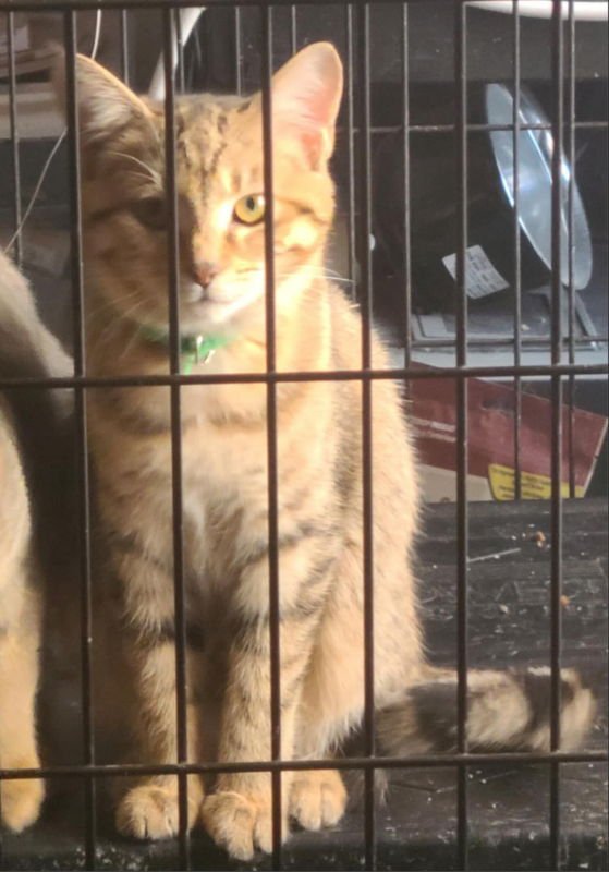 FERN - Tabby / Domestic Short Hair available for adoption