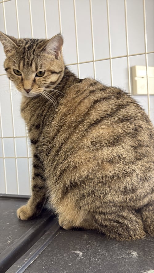 FERN - Tabby / Domestic Short Hair available for adoption