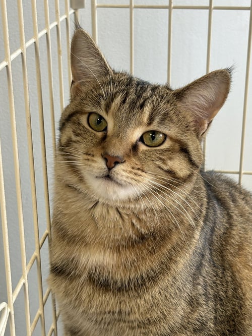 FERN - Tabby / Domestic Short Hair available for adoption