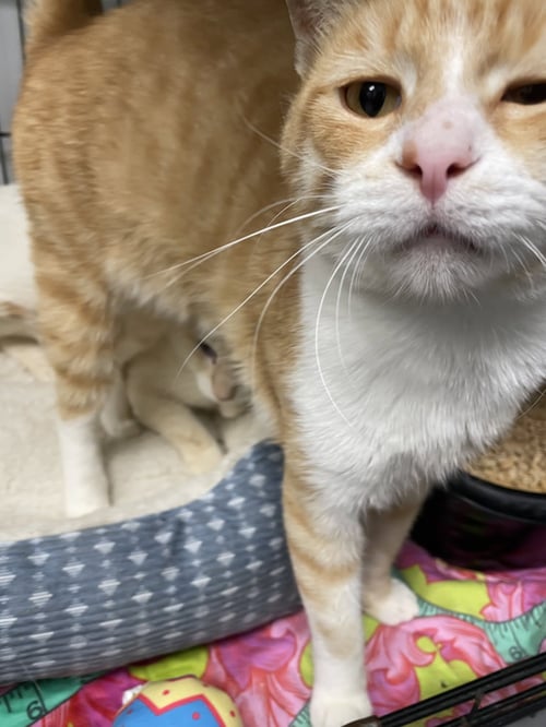 SAMWISE - MUST APPLY IN PERSON! - Tabby / Domestic Short Hair available for adoption