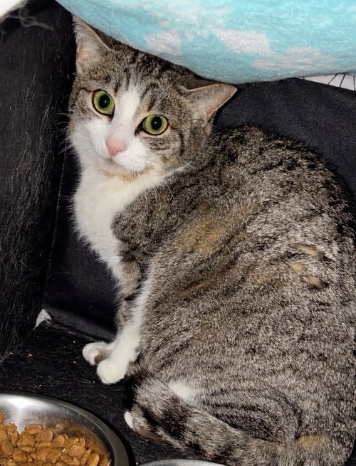 MEDUSA - Tabby / Domestic Short Hair available for adoption