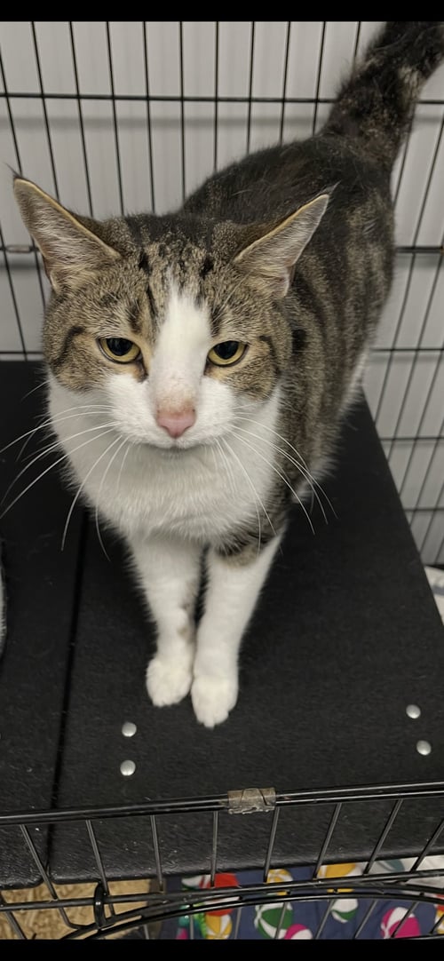 LUX - Tabby / Domestic Short Hair available for adoption