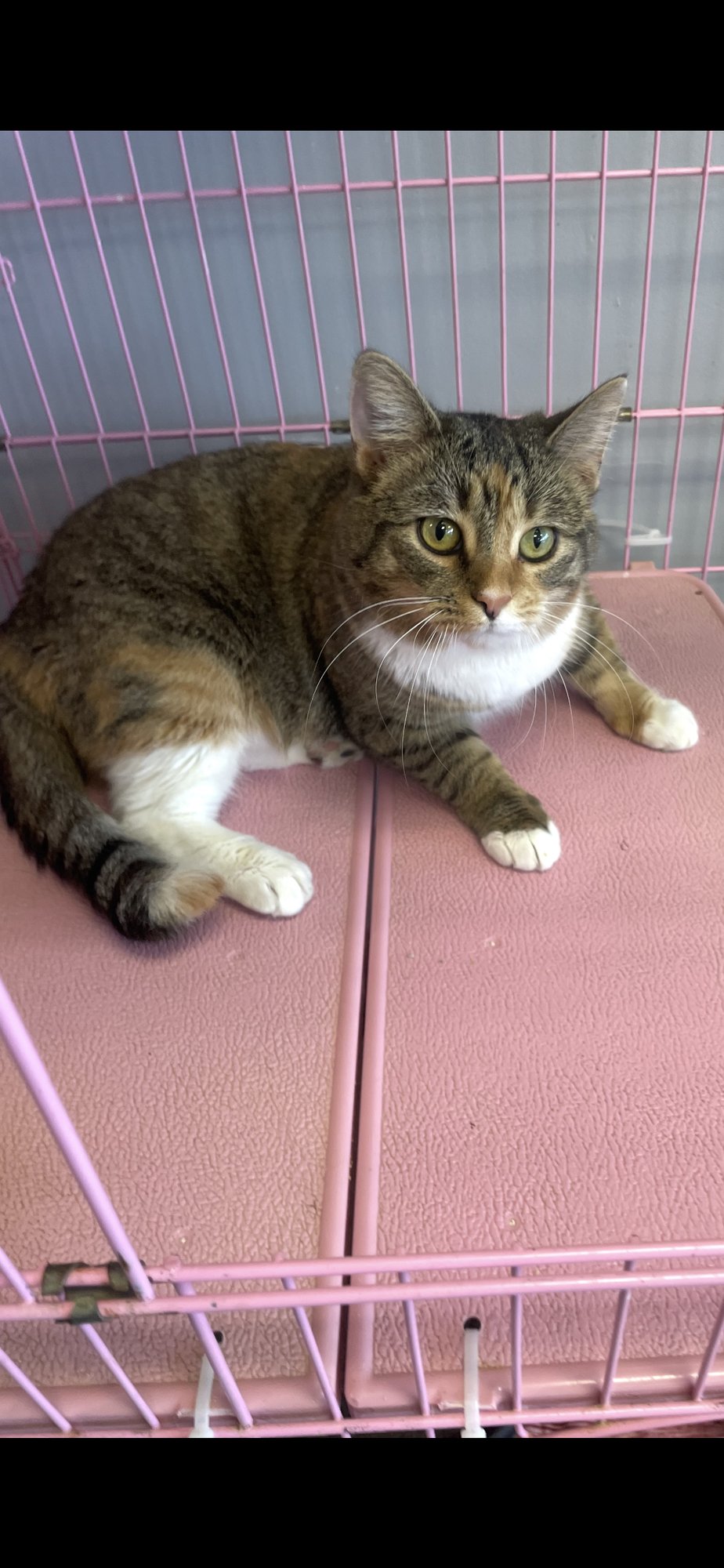 SERENA - MUST APPLY IN PERSON ! - Tabby / Calico available for adoption